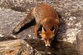 112 - fox drinking - BACLE jean claude - france